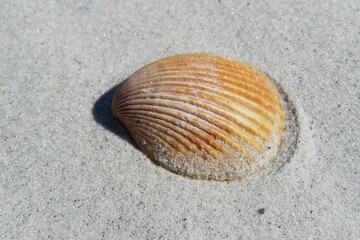 Seashell on sand background in Atlantic coast of North Florida