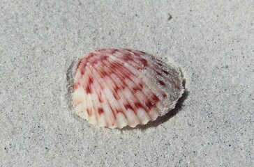 Beautiful pink seashell on sand background in Atlantic coast of North Florida