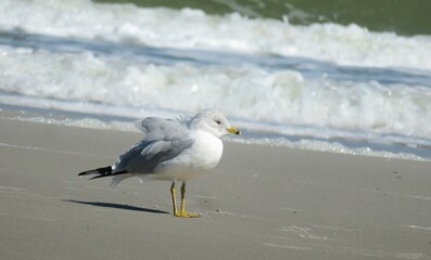 Seagull on the beach in Atlantic coast of North Florida