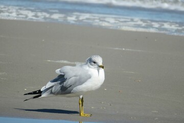 Seagull on the beach in Atlantic coast of North Florida