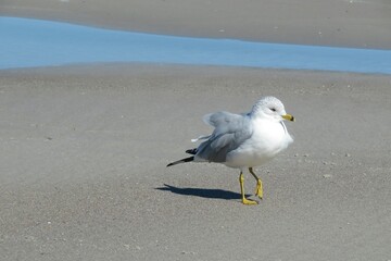 Seagull on the beach in Atlantic coast of North Florida