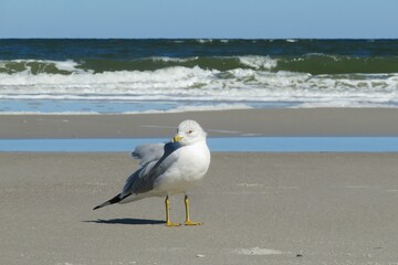 Seagull on ocean background in Atlantic coast of North Florida