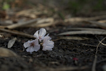 散りゆく桜