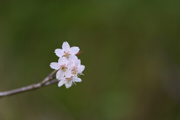サクランボの花