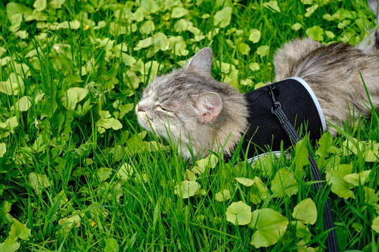 Gray cat enjoys the walk on a green lawn