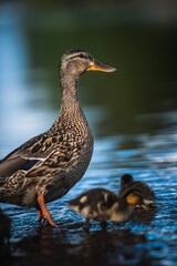 Duck family with duck chicks