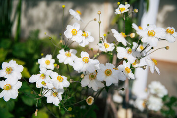 Japanese Anemone