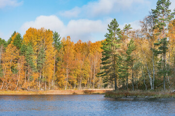 Autumn forest by the edge of the lake.