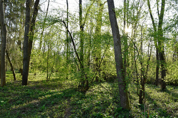 Green leaves in the spring forest