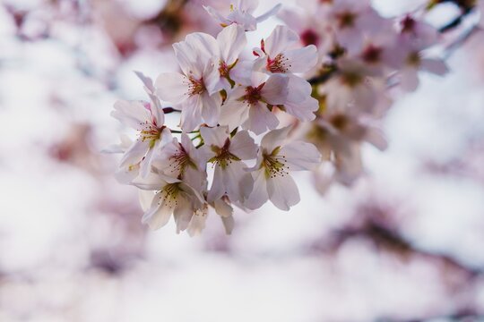 満開に咲き誇る桜の写真