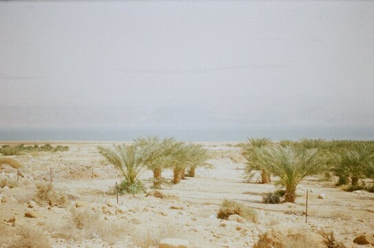 Palm tree landscape