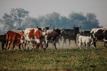 longhorn cattle running in pasture