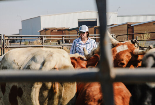 woman sorting cattle in corral