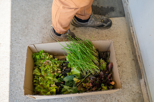 Man buying veggies seedlings at nursery garden