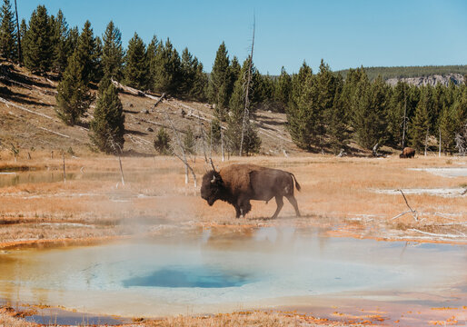 Bison in Yellowstone National Park