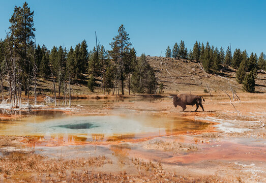 Bison in Yellowstone National Park
