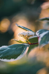 leaves in the woods. macro shot plants on the tree. green and white leaves . tree with leaf....