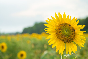 Sunflower natural background, Sunflower blooming, Sunflower oil improves skin health and promote...