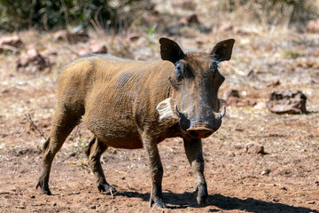 Wild warthog [phacochoerus africanus] in southern Africa