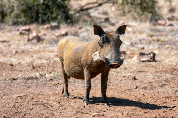 Warthog [phacochoerus africanus] standing in southern Africa