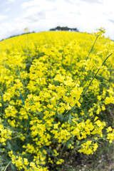 菜の花