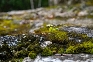 Moss on the rocks