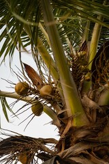 Coconuts in a palm tree
