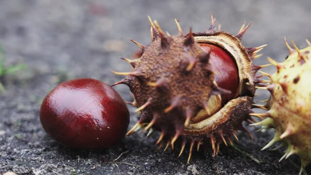 Macro closeup of chestnut husk protected by sharp spikes on ground terrain, day