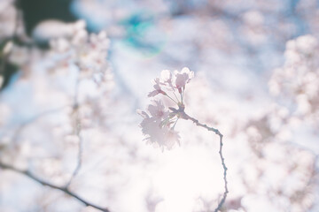 朝日に映える桜