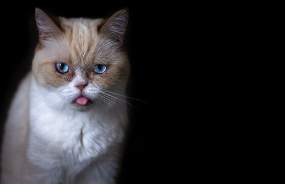 An exotic shorthair cat sticking out her tongue