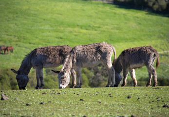 Naklejka na ściany i meble Three furry cute donkeys graze on a green meadow landscape 
