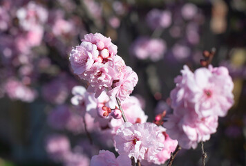 Pink cherry blossom flowers with bee closeup