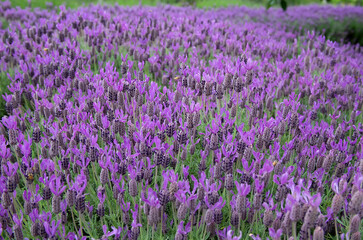 Naklejka premium Purple flowers on the field in summer, background