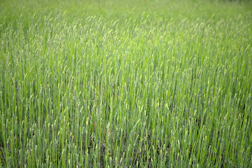 Obraz premium Field of tall green grass with vertical stems, background