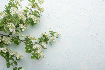 Flowers on a light background. Top view with empty space for labeling or advertising