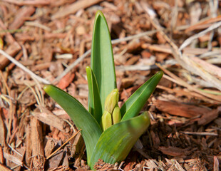 Flower buds of hyacinth