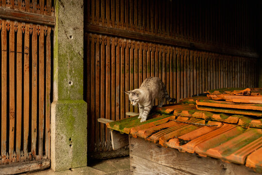 Cat on shelter with tiled roof in rural house