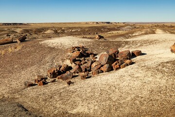 Pile of petrified wood