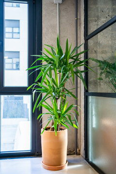Green Plant In The Office.