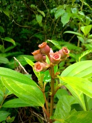 melastoma malabathricum fruit grow up in the jungle or forest
