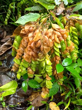 Tropical grass plant grow up in the forest or field