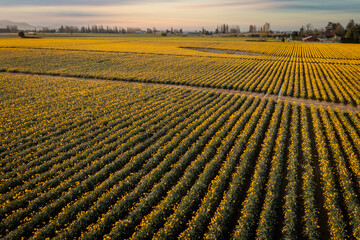 Aerial Sunrise View of Daffodil Fields in the Skagit Valley, Washington. Colorful yellow daffodils carpet this agricultural area known for producing the most daffodil bulbs in the country.