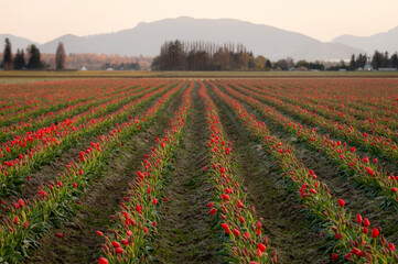 Skagit Valley Tulip Fields.  More tulip, and daffodil bulbs are produced here than in any other county in the U.S. 