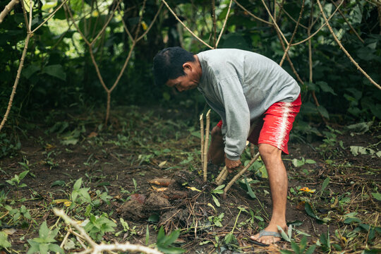Peruvian man picking yucca