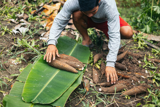 Peruvian man collecting yucca
