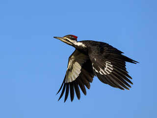 Female Pileated Woodpecker in Flight Against Blue Sky
