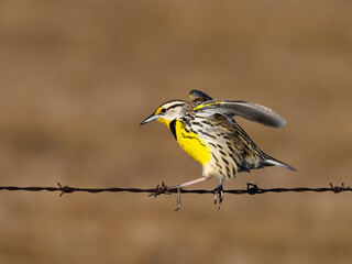 Eastern Meadowlark with Open Wings Sitting on Fence Wire in Early Spring
