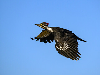 Female Pileated Woodpecker in Flight Against Blue Sky