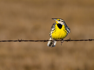 Eastern Meadowlark Sitting on Fence Wire in Early Spring