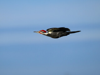 Fototapeta premium Male Pileated Woodpecker in Flight Against Blue Sky